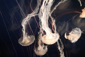 White Jellyfishes Swimming Downwards Close-up Photography