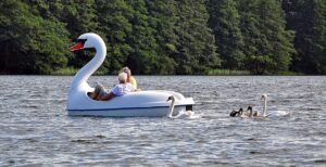 swan, leader, boat-2638015.jpg