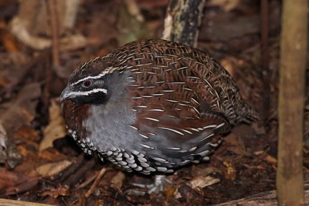 bird, madagascar pearl quail, nature-1003428.jpg
