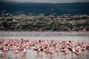 birds, flamingo, ornithology-4644652.jpg