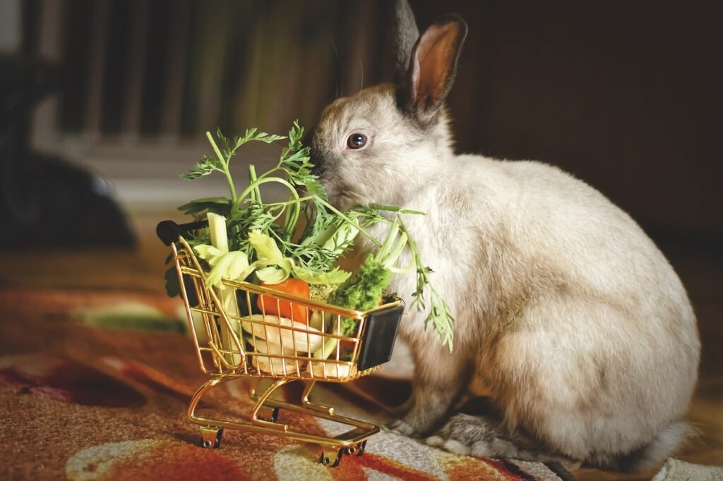dwarf rabbit, color dwarf, shopping venture-4845651.jpg