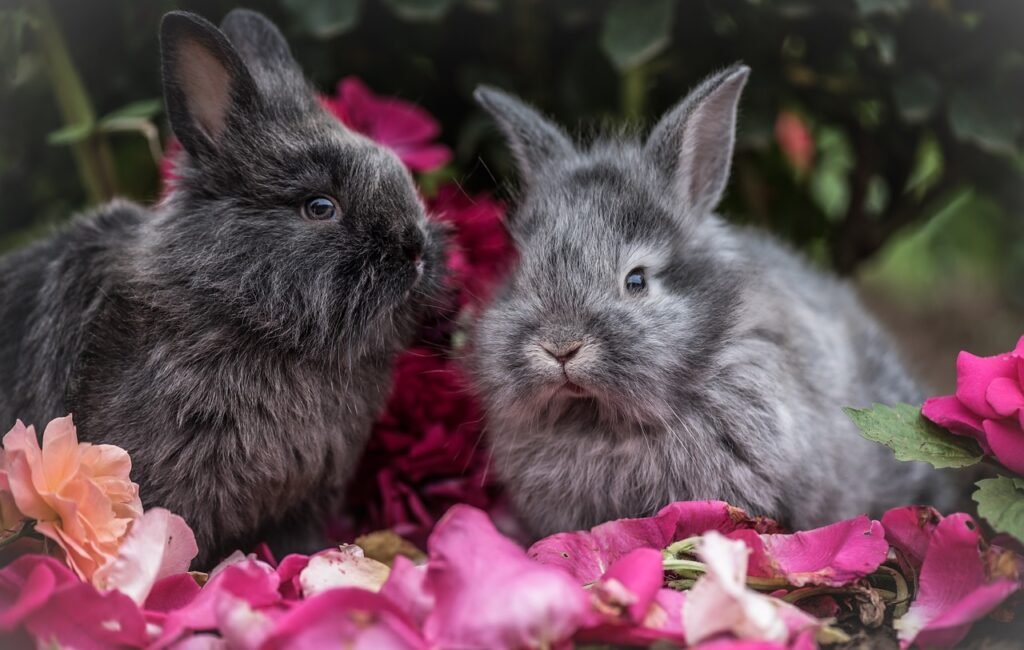 rabbit, pet, flower wallpaper-2562684.jpg