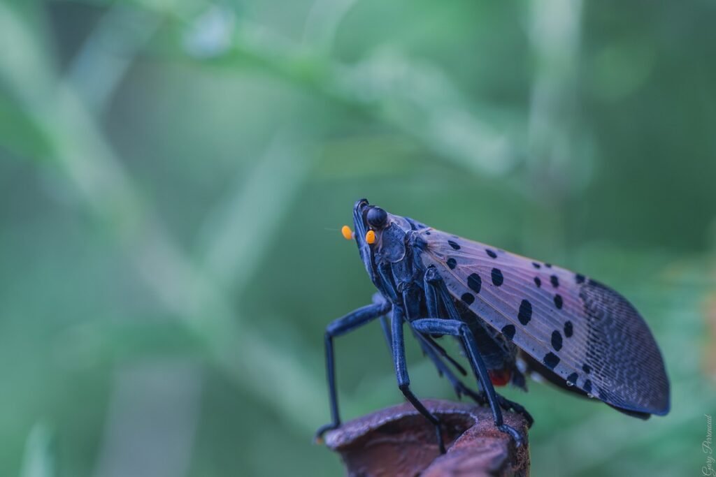 butterfly, lanternfly, spotted lanternfly-8349564.jpg