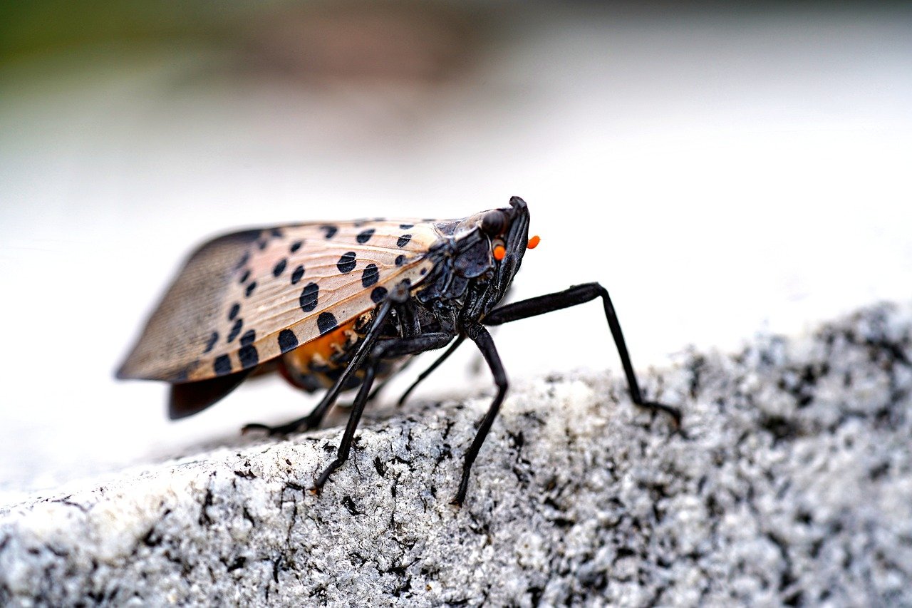 spotted lanternfly, insect, bug-8282458.jpg