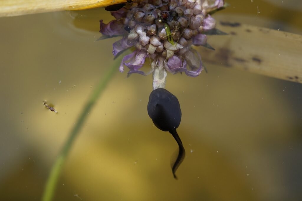 tadpole, spring, frog-1403191.jpg