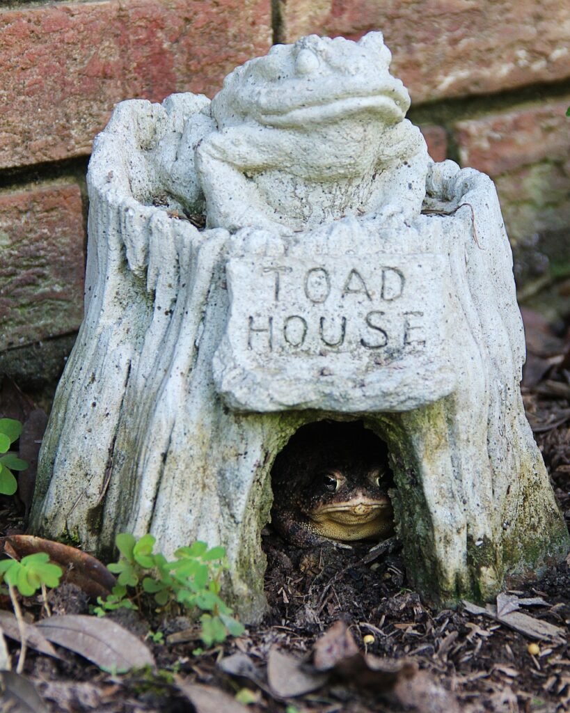 toad, green, toad house-328961.jpg