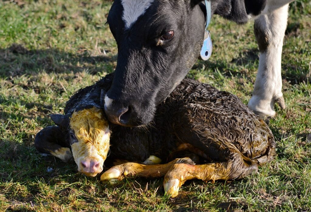 calf, newborn, cow-4592676.jpg