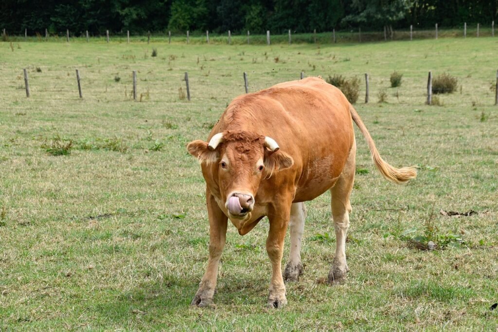 cow, cowhide, cow color brown-4402243.jpg