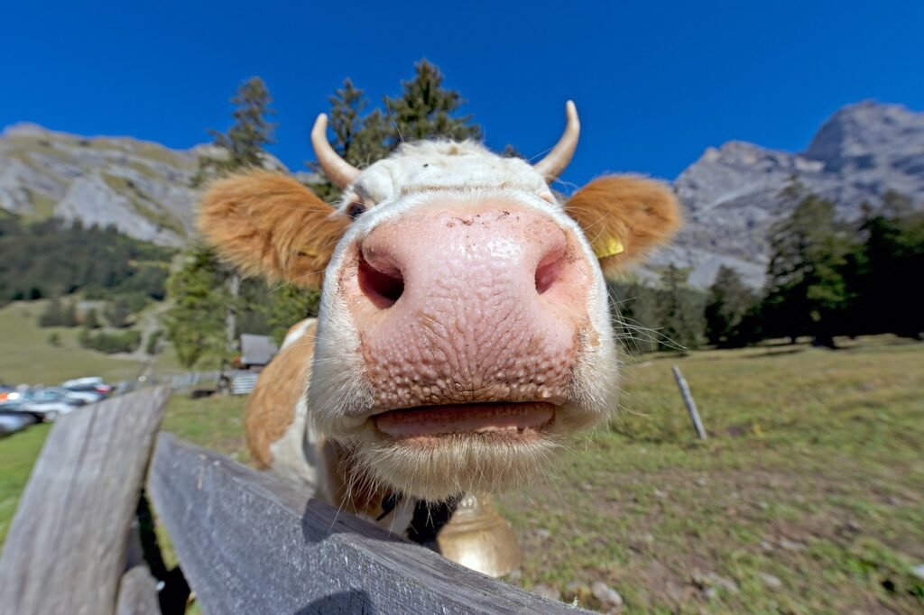 cow, nose, animal-867833.jpg
