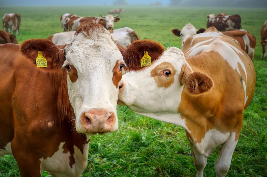 cows, cattle, animals-5591274.jpg