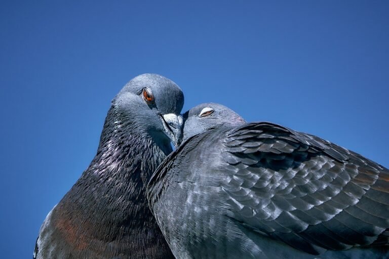 birds, dove, lovebirds-7441696.jpg