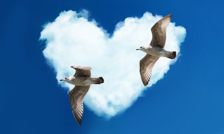 gull, heart, love-1370979.jpg