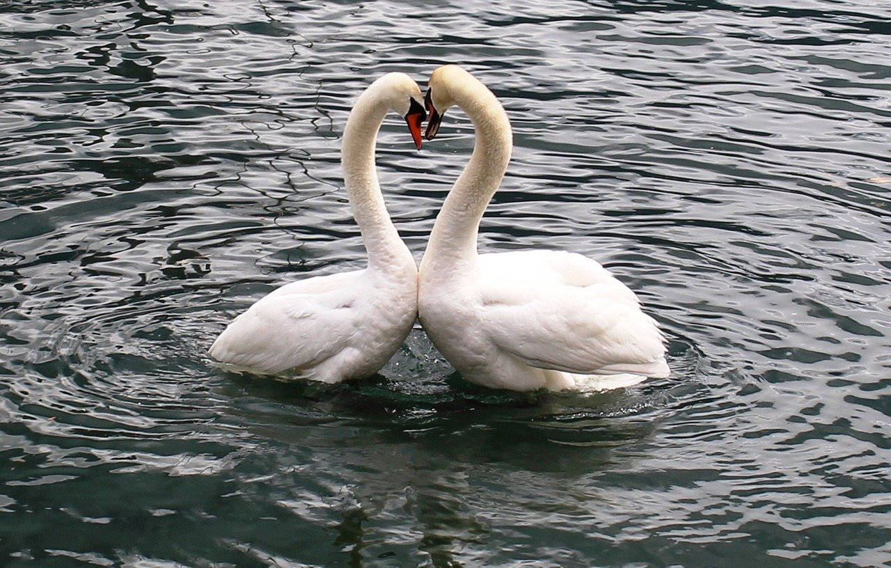 swans, swan pair, heart-342887.jpg