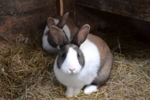 rabbits, barn, rabbit-966648.jpg