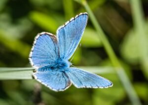 blue butterfuly, butterfly, insect-8028888.jpg