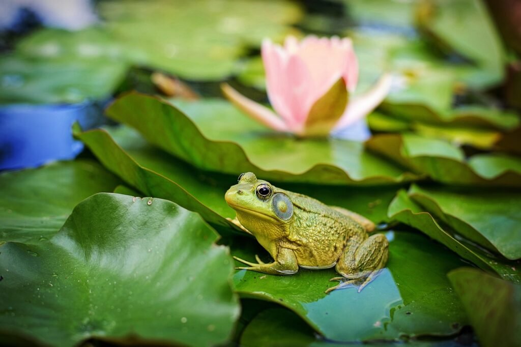 bull frog, green, pond-2526024.jpg