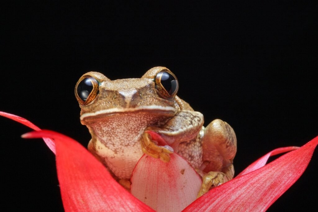 frog, amphibian, macro-165028.jpg
