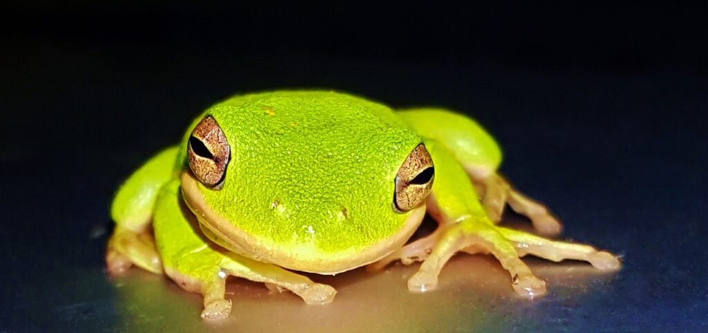frog, tree frog, american green tree frog-1355206.jpg