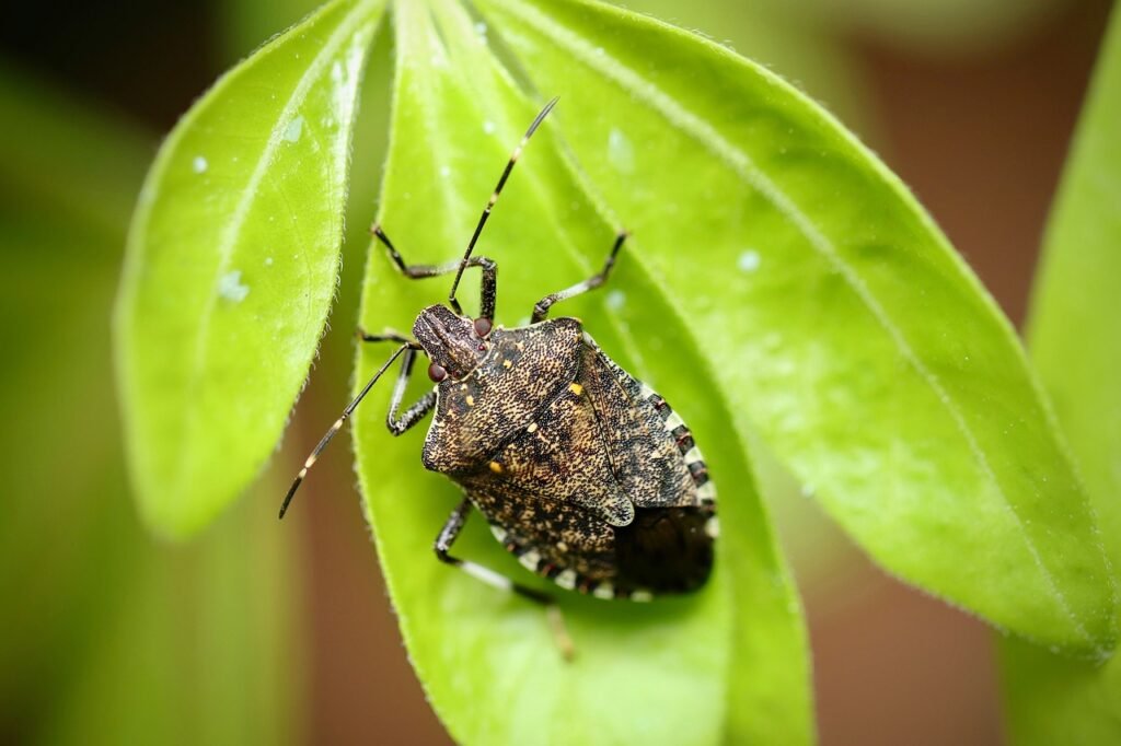 grey garden bug, insect, nature-4431744.jpg