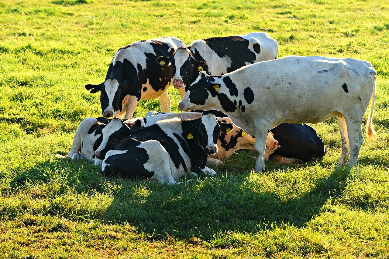 Fascinating Facts About Cows: They’re More Like Us Than You Think